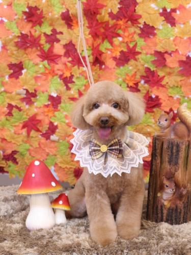 20241126レオくん